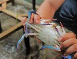 Rajungan, Seafood Unggulan Indonesia di Pasar Ekspor