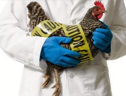 Agar Tidak Kembali Mewabah, Kenali Apa Itu Penyakit Flu Burung dan Cara Mencegahnya