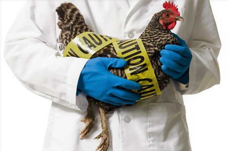 Agar Tidak Kembali Mewabah, Kenali Apa Itu Penyakit Flu Burung dan Cara  Mencegahnya - Mediatani