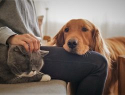 Pet Lovers Harus Tahu, Ini Penyakit Anjing dan Kucing yang Menular ke Manusia