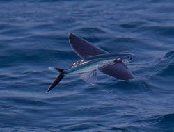 Mengenal Ikan Torani, Ikan Terbang yang Kaya Khasiat untuk Tubuh