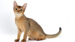 Kucing Abyssinian Kucing Abyssinian