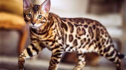 Kucing Bengal Kucing Bengal