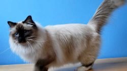 Kucing Birman Kucing Birman