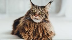 Kucing Maine Coon Kucing Maine Coon