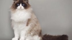 Kucing Ragdoll Kucing Ragdoll