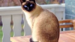Kucing Siam Kucing Siam