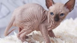 Kucing Sphynx Kucing Sphynx