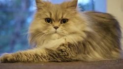 Kucing persia Kucing persia