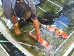 Cara Mengobati Jamur pada Ikan Secara Alami, Sehat Tanpa Kimia