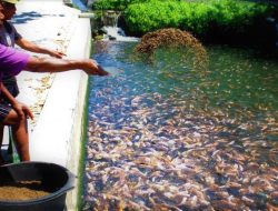 Berbagai Jenis Limbah yang Sering Digunakan Sebagai Pakan Alternatif untuk Ikan
