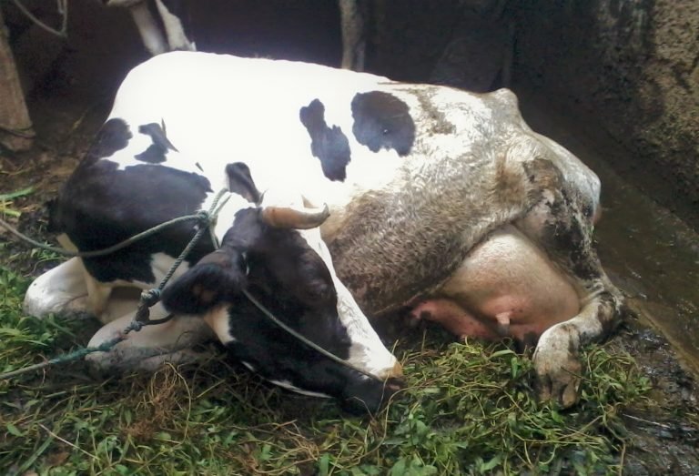 Sapi Demam Ini Berbagai Penyakit Sapi Perah yang Harus Diwaspadai Peternak - Mediatani