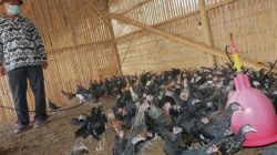 Jangan Takut Gagal, Ini Keunggulan dan Tips Usaha Ternak Ayam Kampung