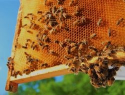 Mengenal Berbagai Jenis Lebah yang Dikembangkan di Indonesia