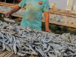 Ketahui Potensi dan Proses Pembuatan Ikan Asin, Bisnis Olahan Perikanan yang Prospektif