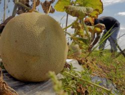 Ragu Budidaya Melon karena Hama dan Penyakit? Kenali Jenis dan Cara Mengatasinya