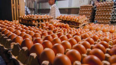 Harga Telur Turun Lagi, Peternak di Blitar Kembali Menjerit