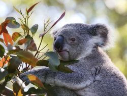 Koala, Hewan Ikonik Australia yang Terancam Punah