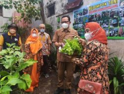 Pemkot Yogyakarta Terus Kembangkan Pertanian Kota, Kini Ada 240 Kampung Sayur