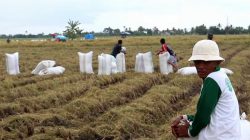 petani menjaga hasil panen padi di sawah
