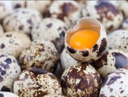 Taukah Kamu, Mengapa Telur Puyuh Mempunyai Corak yang Unik?