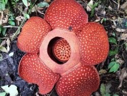 Belasan Bunga Rafflesia di Cagar Alam Batang Palupuah Mekar dengan Sempurna