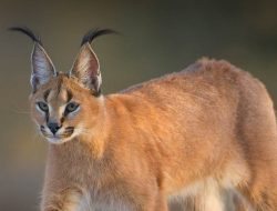 Fakta Caracal, Kucing Liar yang Ahli Kamuflase