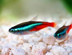 Sering Ada di Aquascape, Ini Fakta Menarik Tentang Ikan Neon Tetra