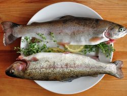 Mirip dengan Ikan Salmon, Yuk Kenali Manfaat Kesehatan Ikan Trout