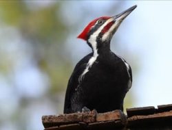 Resmi Punah, Mari Mengenang Burung Ivory Woody Woodpecker