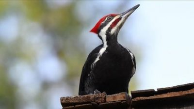 Resmi Punah, Mari Mengenang Burung Ivory Woody Woodpecker