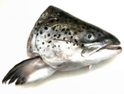 Jangan Dibuang! Berikut Manfaat Kepala Ikan Salmon