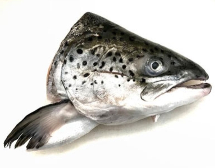 Kepala ikan salmon