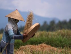 Perempuan Dinilai Berperan dalam Pengembangan Sektor Pertanian dan UMKM