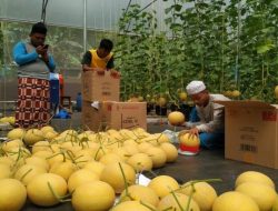 Santri di Purwakarta Berhasil Budidaya Melon Varietas Inthanon