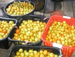 Kembangkan Tomat Servo, Petani Binaan BPP Paju Epat Raup Untung Puluhan Juta