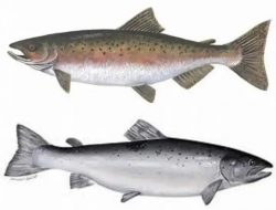 Mirip Tapi Tak Sama, Ini Perbedaan Ikan Salmon dan Ikan Trout