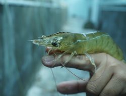 Wujudkan Kemandirian Produksi Udang, KKP Kembangkan Induk Udang Vaname Unggul