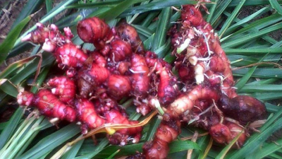 Jahe merah (Zingiber officinale var. Rubrum)