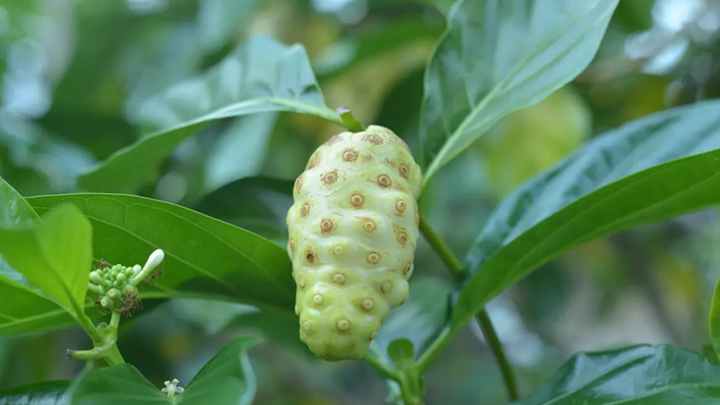Mengkudu (Morinda citrifolia)