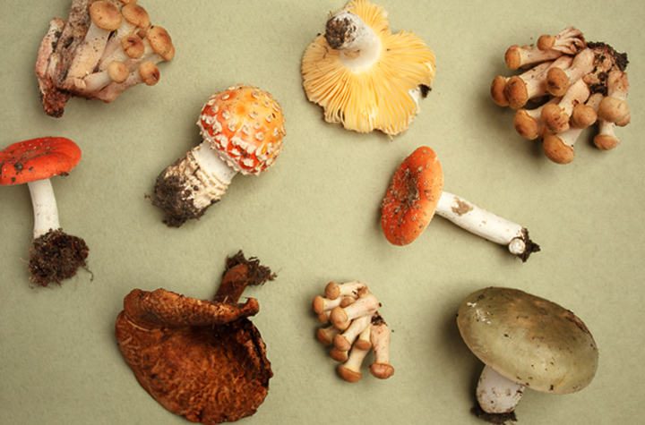 aneka jenis jamur beracun