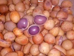 5 Fakta Unik Seputar Kacang Bogor dan Cara Menanamnya