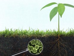 Peranan Mikroorganisme Tanah Bagi Keberlanjutan Tanah dan Tanaman