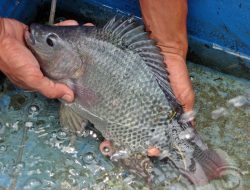 Mengenal Penyakit yang Kerap Muncul pada Ikan Nila Beserta Penyebabnya