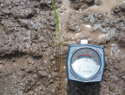 5 Cara Menurunkan pH Tanah Basa Agar Normal Kembali