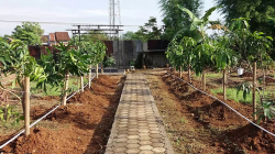 perkebunan mangga kiojay