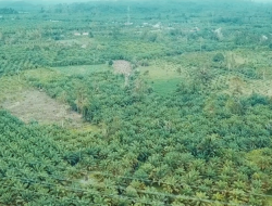 6 Daerah Penghasil Sawit di Indonesia yang Produksinya Hingga Jutaan Ton