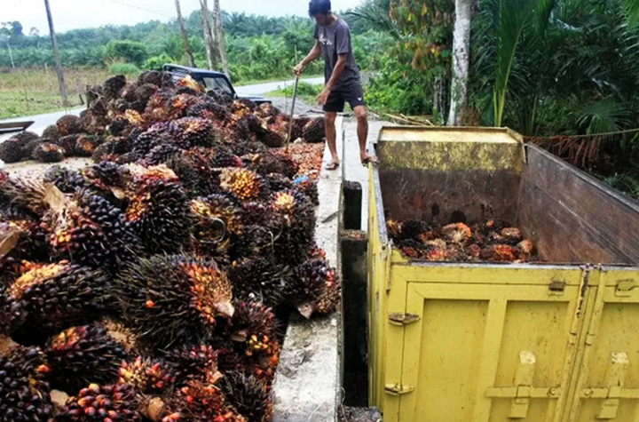 Ilustrasi petani kelapa sawit
