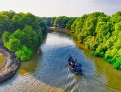 Mengenal Mangrove dan Peranannya Bagi Kehidupan