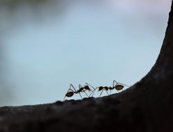 Ini yang Dilakukan Semut Saat Bertemu Semut Lain di Perjalanan